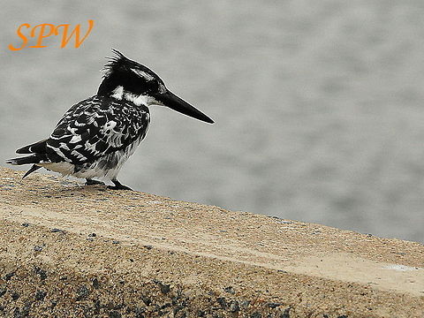 Pied_Kingfisher2 Taken in Kruger National Park, South Africa. Ceryle rudis,Pied Kingfisher,South Africa
