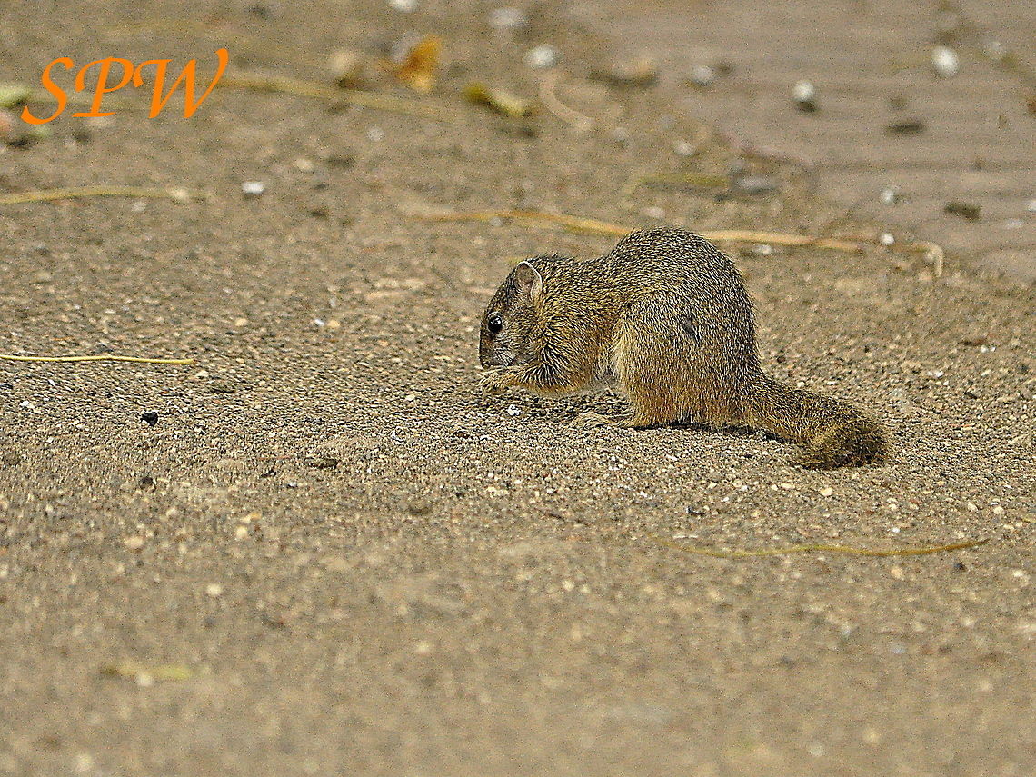 Tree_Squirrel1 Taken in Kruger National Park, South Africa. Paraxerus cepapi,Smiths Bush Squirrel,South Africa