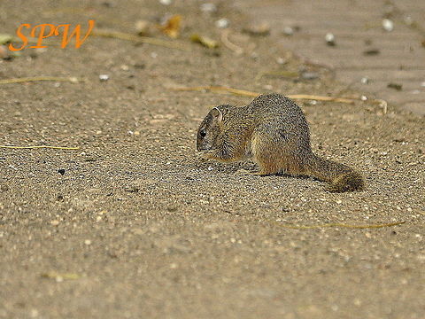 Tree_Squirrel1 Taken in Kruger National Park, South Africa. Paraxerus cepapi,Smiths Bush Squirrel,South Africa
