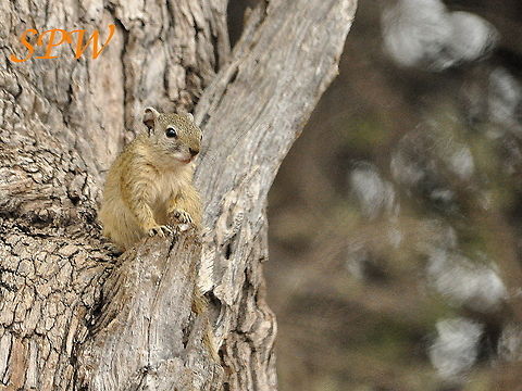 Tree_Squirrel2 Taken in Kruger National Park, South Africa. Paraxerus cepapi,Smiths Bush Squirrel,South Africa