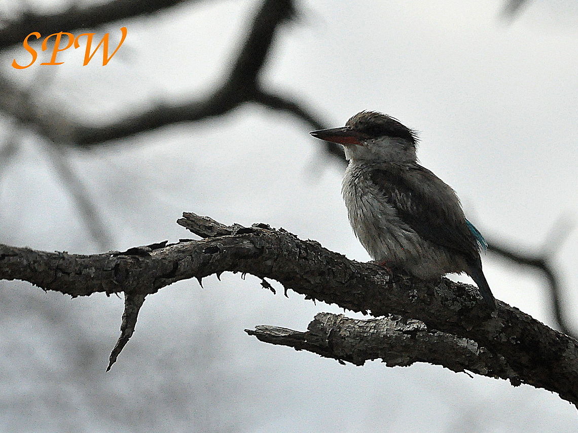 Striped_Kingfisher1 Taken in Mkuzi National Park, South Africa. Halcyon chelicuti,South Africa,striped kingfisher