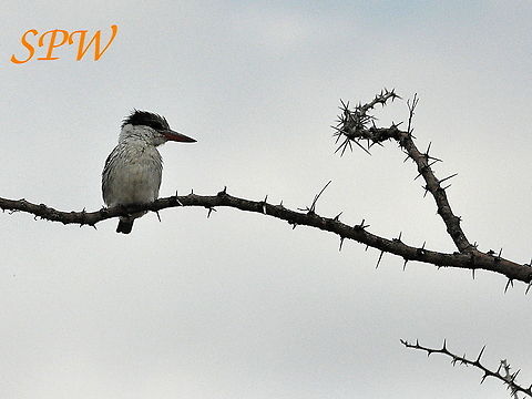 Striped_Kingfisher2 Taken in Mkuzi National Park, South Africa. Halcyon chelicuti,South Africa,striped kingfisher