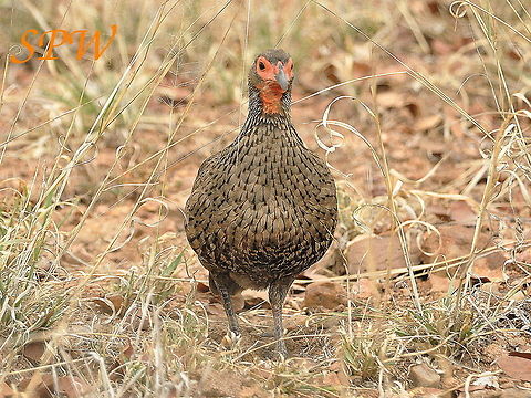 Swainsons_Spurfowl1 Taken in Kruger National Park, South Africa. Pternistis swainsonii,South Africa,Swainsons Spurfowl