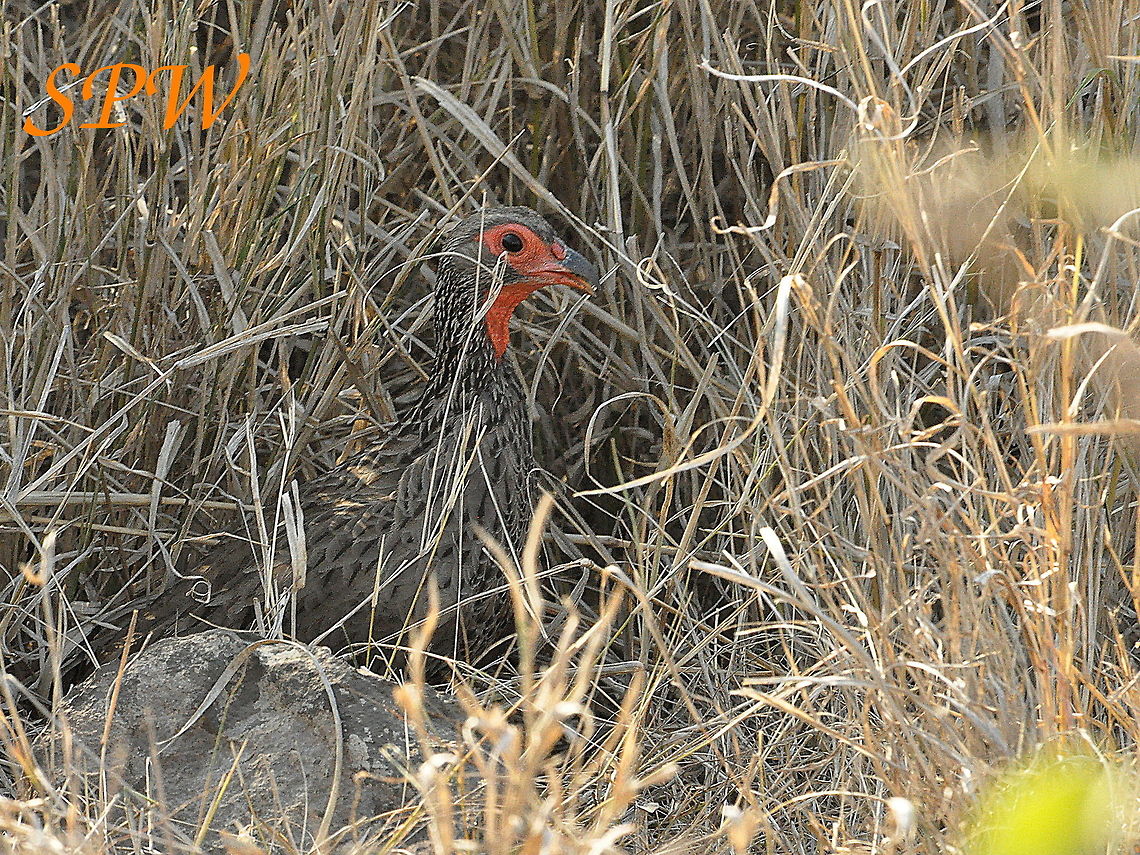 Swainsons_Spurfowl2 Taken in Kruger National Park, South Africa. Pternistis swainsonii,South Africa,Swainsons Spurfowl