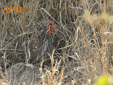 Swainsons_Spurfowl2 Taken in Kruger National Park, South Africa. Pternistis swainsonii,South Africa,Swainsons Spurfowl