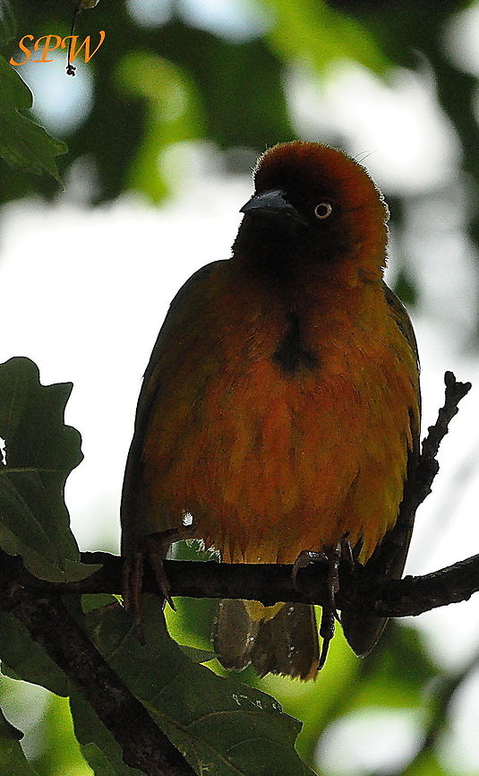 Taken in Mkuzi National Park, South Africa.Spectacled_Weaver1 Taken in Royal Natal National Park, South Africa. Northern masked weaver,Ploceus taeniopterus,South Africa
