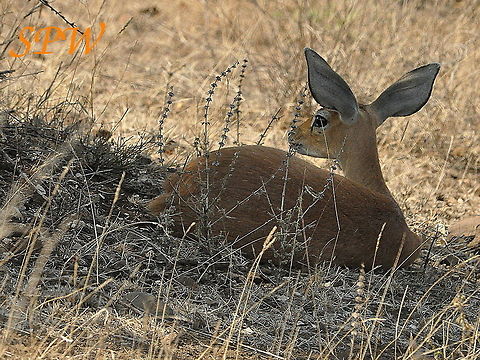 Steenbok-female2 Taken in Kruger National Park, South Africa. Raphicerus campestris,South Africa,Steenbok