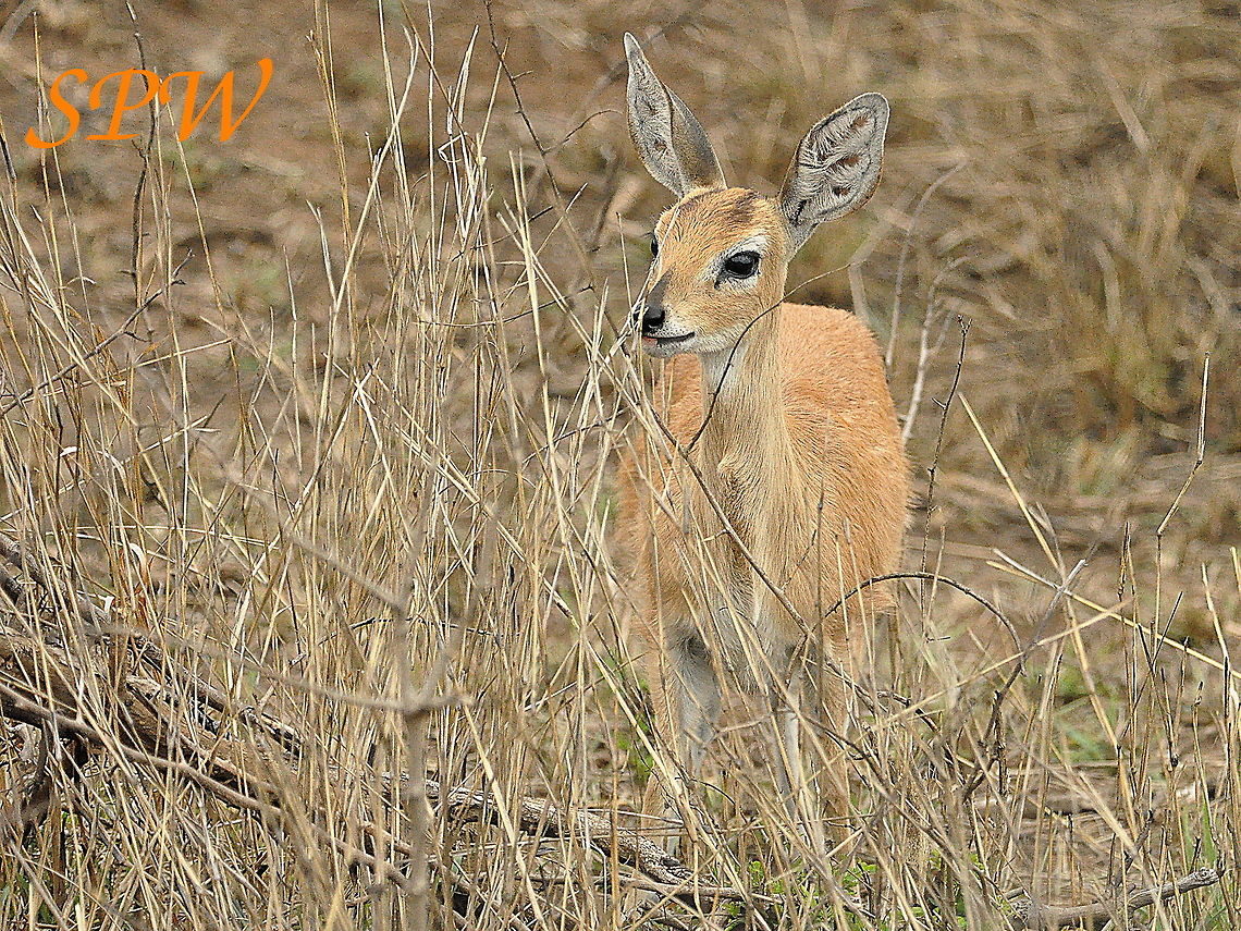 Steenbok-female1 Taken in Kruger National Park, South Africa. Raphicerus campestris,South Africa,Steenbok