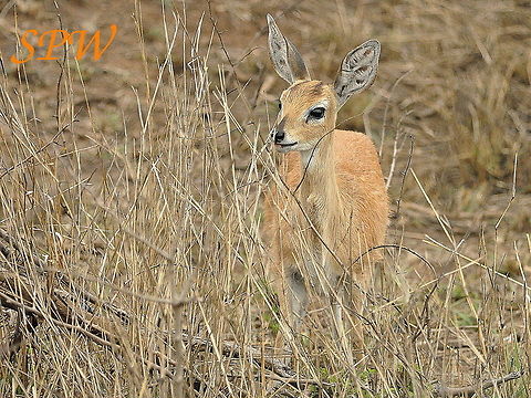 Steenbok-female1 Taken in Kruger National Park, South Africa. Raphicerus campestris,South Africa,Steenbok
