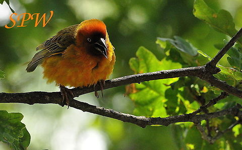 Northern Masked Weaver Taken in Royal Natal National Park, South Africa. Northern masked weaver,Ploceus taeniopterus,South Africa
