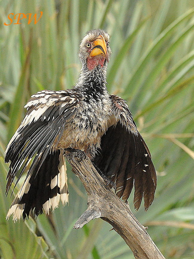 Southern Yellow-billed Hornbill Taken in Kruger National park, South Africa. South Africa,Southern Yellow-billed Hornbill,Tockus leucomelas