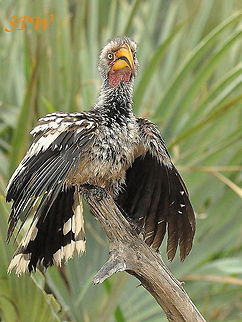 Southern Yellow-billed Hornbill Taken in Kruger National park, South Africa. South Africa,Southern Yellow-billed Hornbill,Tockus leucomelas