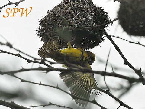Southern_Masked-Weaver1 Taken in Hluhluwe/Imfolozi National park, South Africa. Ploceus velatus,South Africa,Southern masked weaver