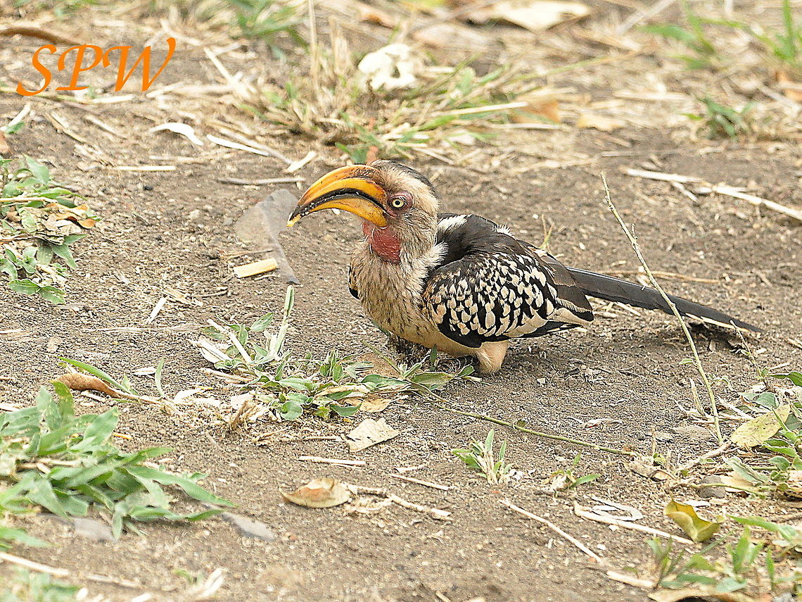Southern_Yellow-billed_Hornbill2 Taken in Kruger National park, South Africa. South Africa,Southern Yellow-billed Hornbill,Tockus leucomelas