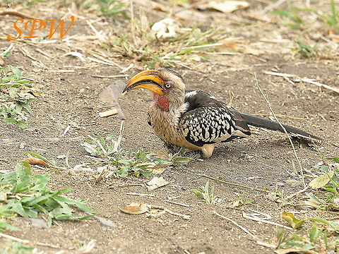 Southern_Yellow-billed_Hornbill2 Taken in Kruger National park, South Africa. South Africa,Southern Yellow-billed Hornbill,Tockus leucomelas