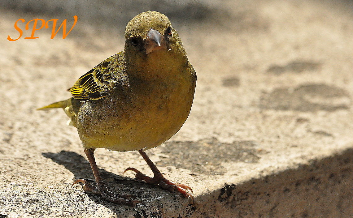 Southern_Masked-Weaver2 Taken in Hluhluwe/Imfolozi National park, South Africa. Ploceus velatus,South Africa,Southern masked weaver
