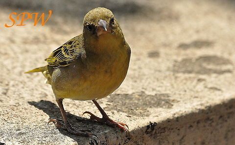 Southern_Masked-Weaver2 Taken in Hluhluwe/Imfolozi National park, South Africa. Ploceus velatus,South Africa,Southern masked weaver