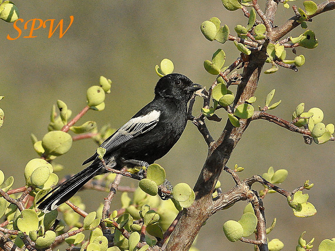 Southern_Black_Tit1 Taken in Kruger National park, South Africa. Parus niger,South Africa,southern black tit