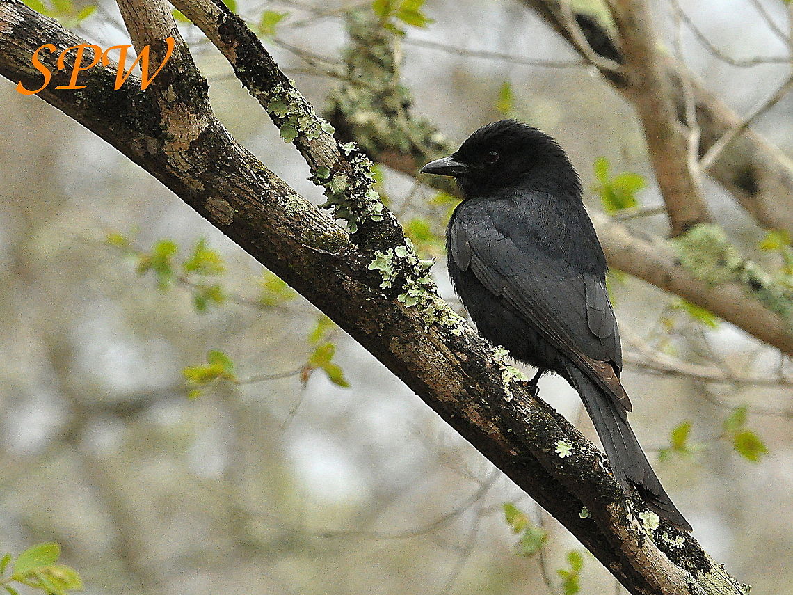 Fork-tailed_Drongo Taken in Kruger National park, South Africa. Dicrurus adsimilis,Fork-tailed Drongo,Parus niger