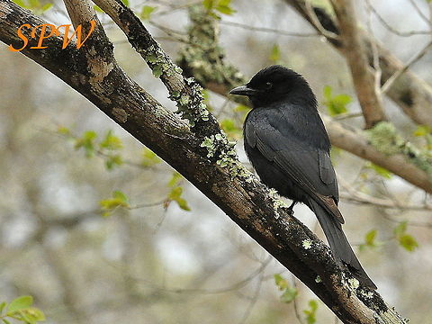 Fork-tailed_Drongo Taken in Kruger National park, South Africa. Dicrurus adsimilis,Fork-tailed Drongo,Parus niger
