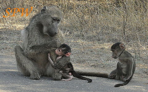 Savanna_(Chacma)_Baboon2 Taken in Kruger National park, South Africa. Chacma baboon,Papio cynocephalus,Papio ursinus,South Africa,Yellow baboon