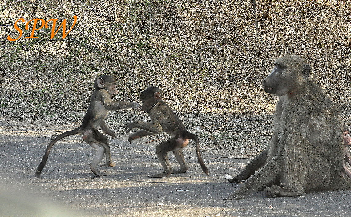 Savanna_(Chacma)_Baboon1 Taken in Kruger National park, South Africa. Chacma baboon,Papio cynocephalus,Papio ursinus,South Africa,Yellow baboon