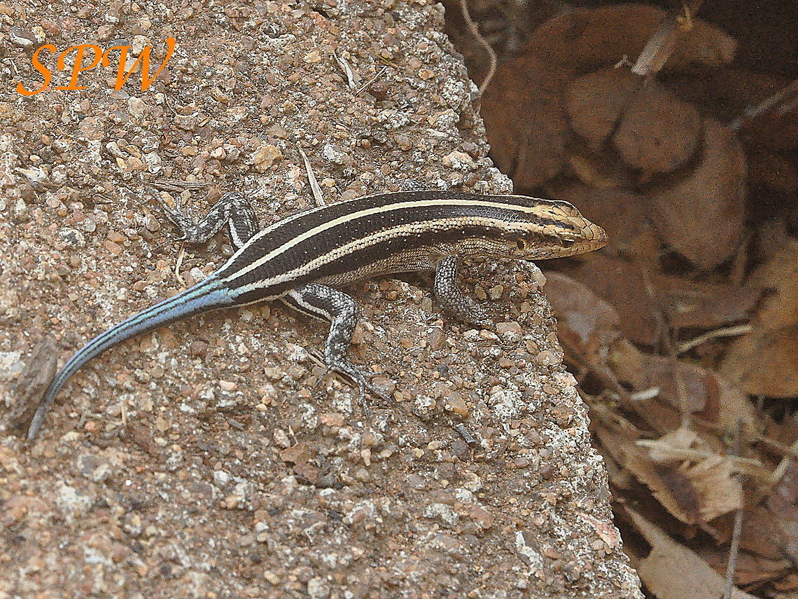 Rainbow_Skink1 Taken in Kruger National Park, South Africa. Rainbow Mabuya,South Africa,Trachylepis margaritifera