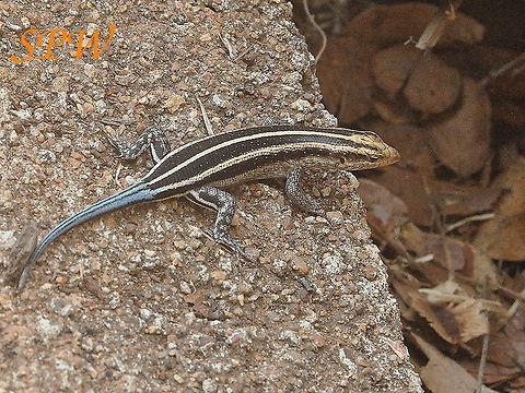 Rainbow_Skink1 Taken in Kruger National Park, South Africa. Rainbow Mabuya,South Africa,Trachylepis margaritifera