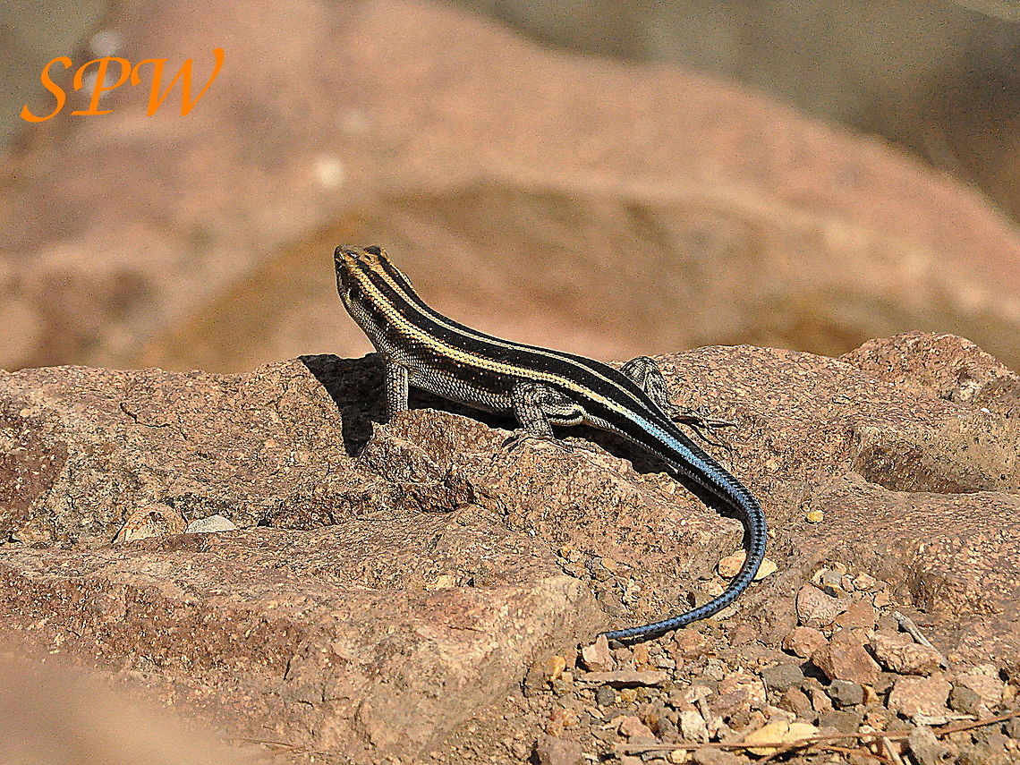 Rainbow_Skink2 Taken in Kruger National park, South Africa. South Africa