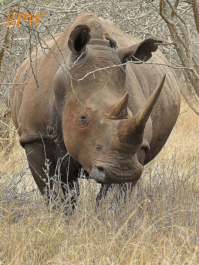 Rhinoceros1 Taken in Hluhluwe/Imfolozi National park, South Africa. Ceratotherium simum,South Africa,White rhinoceros