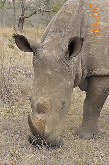 Rhinoceros2 Taken in Hluhluwe/Imfolozi National Park, South Africa. Ceratotherium simum,South Africa,White rhinoceros