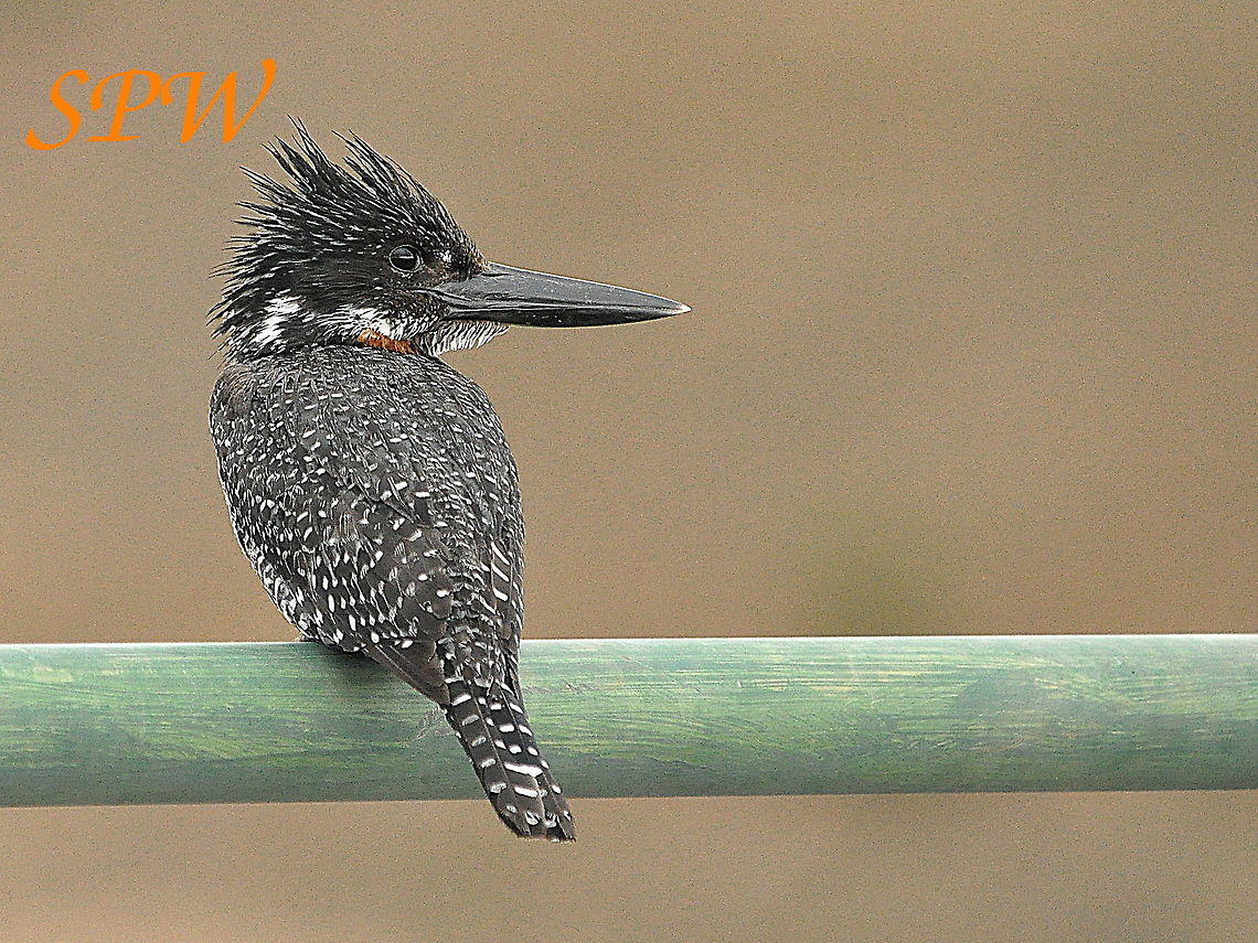 Giant Kingfisher Taken in Kruger National Park, South Africa. Giant Kingfisher,Megaceryle maxima,South Africa