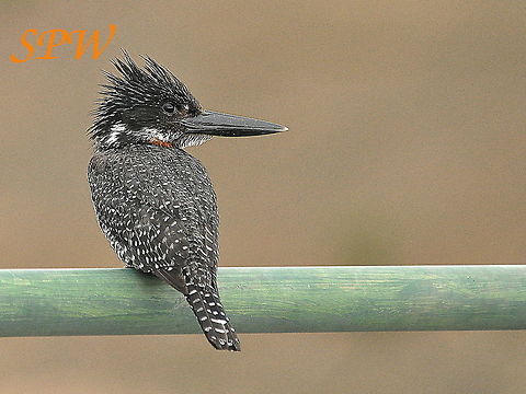 Giant Kingfisher Taken in Kruger National Park, South Africa. Giant Kingfisher,Megaceryle maxima,South Africa