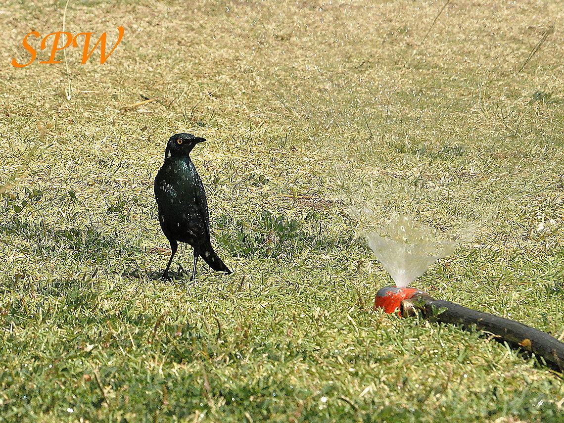 Greater_Blue-eared_Starling-Dancing_in_the_rain1 Taken in Kruger National Park, South Africa. Greater blue-eared starling,Lamprotornis chalybaeus,South Africa