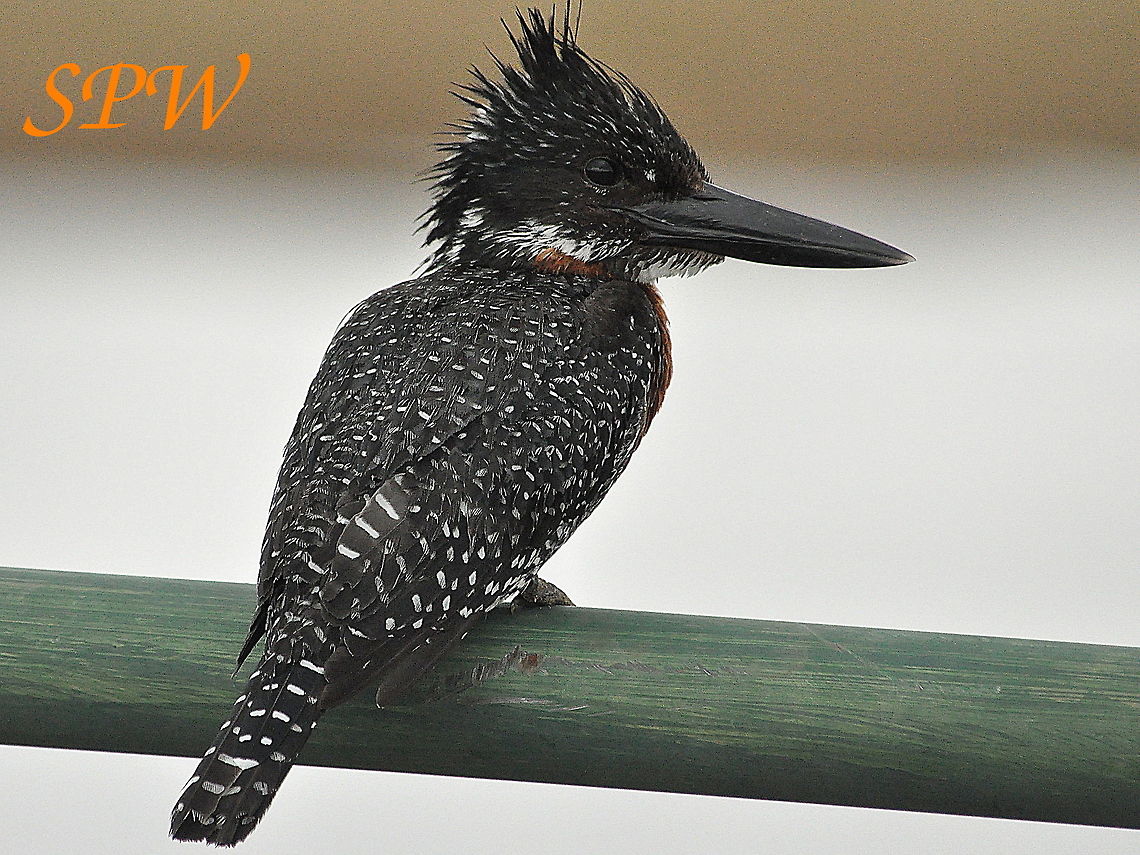 Giant_Kingfisher2 Taken in Kruger National Park, South Africa. Giant Kingfisher,Megaceryle maxima,South Africa