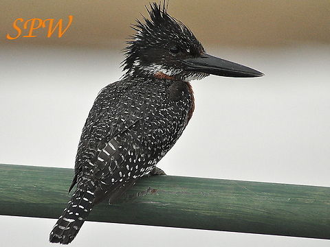 Giant_Kingfisher2 Taken in Kruger National Park, South Africa. Giant Kingfisher,Megaceryle maxima,South Africa