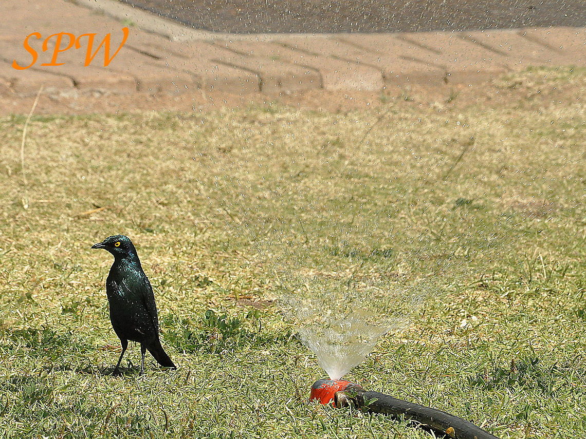 Greater_Blue-eared_Starling-Dancing_in_the_rain2 Taken in Kruger National Park, South Africa. Greater blue-eared starling,Lamprotornis chalybaeus,South Africa