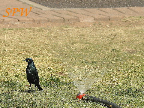 Greater_Blue-eared_Starling-Dancing_in_the_rain2 Taken in Kruger National Park, South Africa. Greater blue-eared starling,Lamprotornis chalybaeus,South Africa