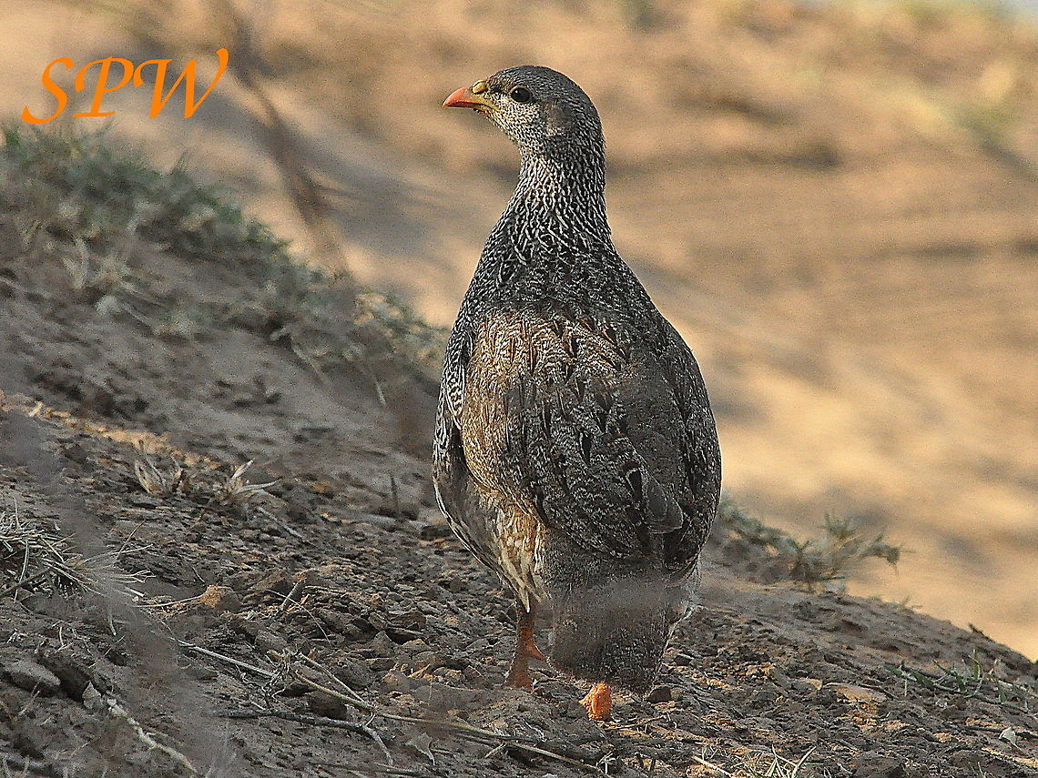 Natal_Spurfowl2 Taken in Kruger National Park, South Africa. Natal spurfowl,Pternistis natalensis,South Africa