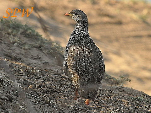 Natal_Spurfowl2 Taken in Kruger National Park, South Africa. Natal spurfowl,Pternistis natalensis,South Africa