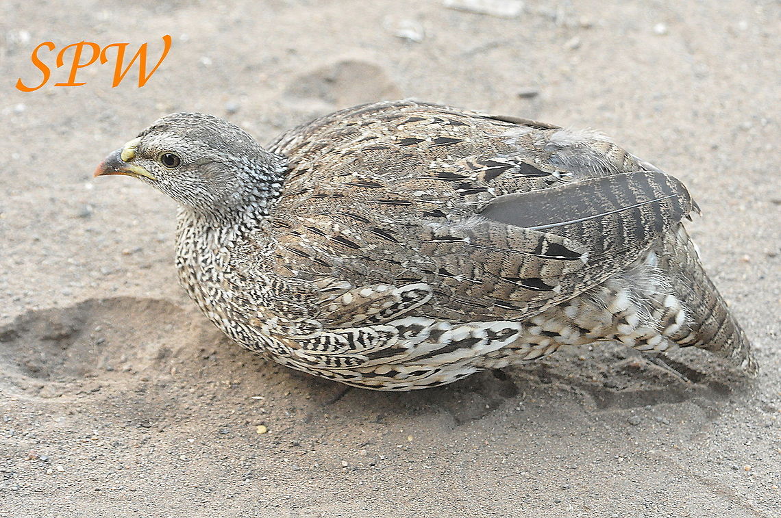 Natal_Spurfowl1 Taken in Kruger National Park, South Africa. Natal spurfowl,Pternistis natalensis,South Africa
