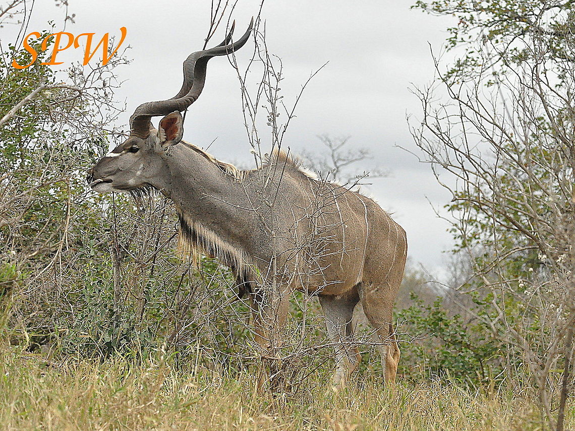 Greater_Kudu-male1 Taken in Kruger National Park, South Africa. Greater Kudu,South Africa,Tragelaphus strepsiceros