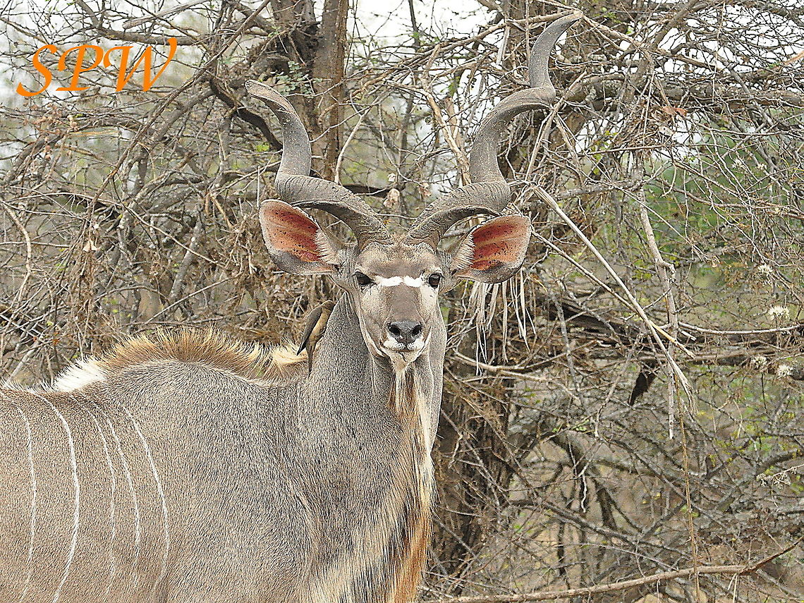 Greater Kudu male Taken in Kruger National Park, South Africa. Greater Kudu,South Africa,Tragelaphus strepsiceros