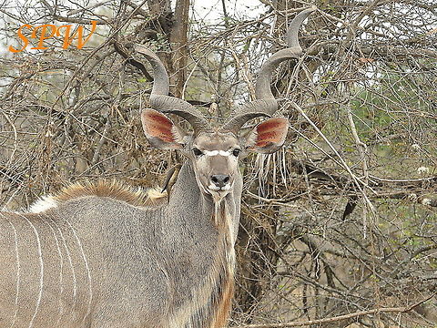 Greater Kudu male Taken in Kruger National Park, South Africa. Greater Kudu,South Africa,Tragelaphus strepsiceros