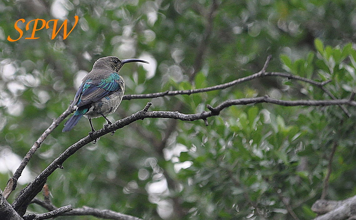 Grey Sunbird Taken in Mkuzi National Park, South Africa. Cyanomitra veroxii,Grey Sunbird,South Africa