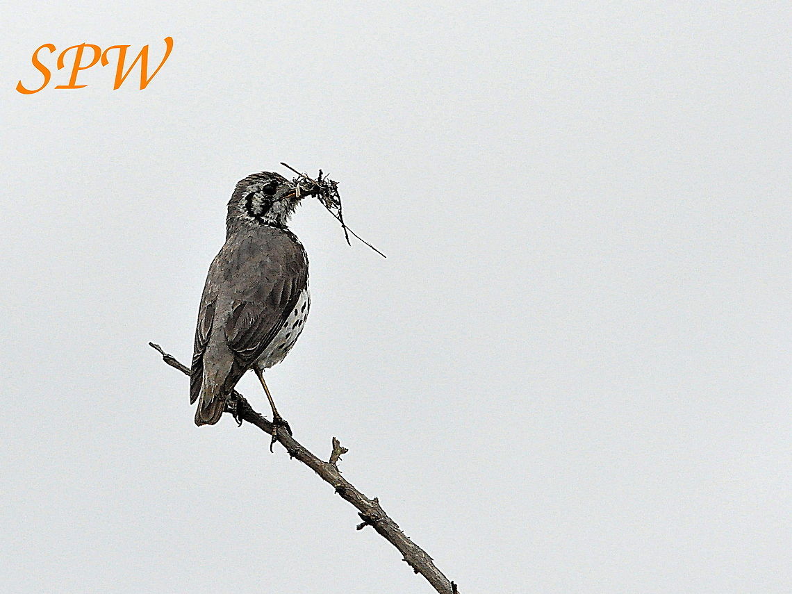 Groundscraper Thrush Taken in Kruger National Park, South Africa. Groundscraper Thrush,Psophocichla litsitsirupa,South Africa