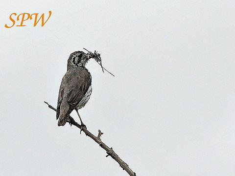 Groundscraper Thrush Taken in Kruger National Park, South Africa. Groundscraper Thrush,Psophocichla litsitsirupa,South Africa