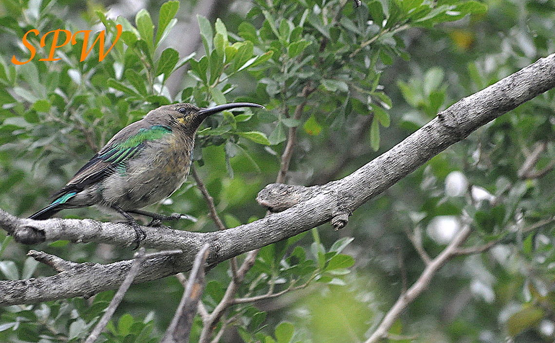 Grey Sunbird Taken in Mkuzi National Park, South Africa. Cyanomitra veroxii,Grey Sunbird,South Africa
