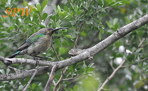 Grey Sunbird Taken in Mkuzi National Park, South Africa. Cyanomitra veroxii,Grey Sunbird,South Africa