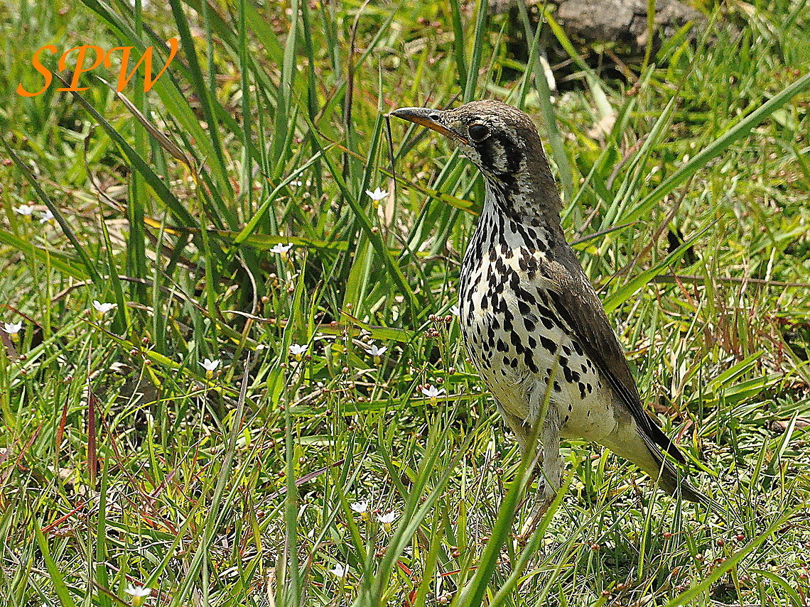 Groundscraper_Thrush2 Taken in Royal Natal National Park, South Africa. Groundscraper Thrush,Psophocichla litsitsirupa,South Africa